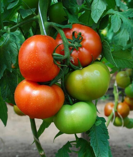 Tomāti RALLY F1 100 gab Enza Zaden